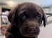 Dark Chocolate KC Reg Labrador Retriever Puppies
