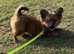 Pomeranian cross 4 month boy