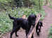 19 week flat coat retriever male KC Reg
