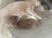 Half blue Russian kitten for sale needs loving home