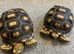 Two sulcata tortoises