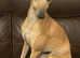 Whippet puppies for sale