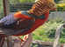 Golden Chinese pheasant
