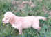 Cocker spaniel puppies