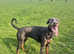 Beautiful blue Kc Doberman female
