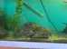 Musk turtles