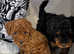 Beautiful Toy poodles