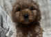 F1 health tested cavapoo pups