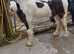 Bay and White Sec A cross Cob Gelding