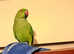 Stunning looking Indian ringnick parrot