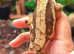 Female Crested Gecko's