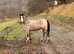 Section A filly