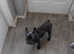 9 month old male blue  french bulldog
