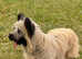 Rare KC Reg Health tested Skye Terrier Pups