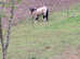 Beautiful Dun New Forest gelding