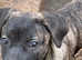Italian Mastiff , Cane Corsa puppies