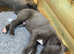 Blue Kennel Club Registered Whippet puppies