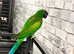 Beautiful young derbayn parrot