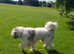 2 years old Stud in Luton