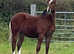Flashy Section C Yearling Colt