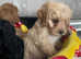 Cocapoo pups