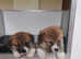 KC Corgis out of Siberian import. Dna tested