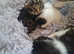 3 absolutely gorgeous tabby/Cyprus kittens
