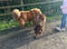 2 Tibetan mastiff's for sale