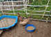 For sale 2 appleyard  cross ducks