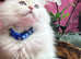 British longhair golden point TICA