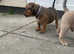 Kc registered Staffordshire bull terrier puppies for sale