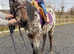 5 year old Appaloosa mare