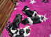 Adorable Kc Havanese Puppies