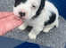 Adorable Sealyham terriers