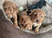 Absolutely gorgeous cockapoo puppies for sale