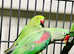 Beautiful alexandrine parrot for sale