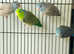 Green parrotlet for sale quirky/playful