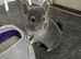 Chinchilla Boys