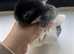 Baby mini lops for sale