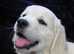Golden Retriever KC Registered Cream Male Puppies.