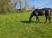Thoughbred gelding