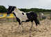 Cob x TB 3yr old Coloured Mare 14.2h * price reduced *