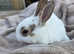 Beautiful baby boys mini rex Gorgeous colours
