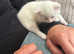 Kittens Mixed breed with Scottish fold