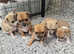 Chihuahua puppies