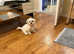 2 Adorable Bichon Havanese Puppies