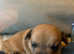 3 French bull jack pups now reduced