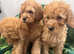 beautiful apricot cockapoo puppies