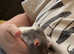 2 Fancy Rat males