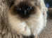 Beautifull ragdoll female cat